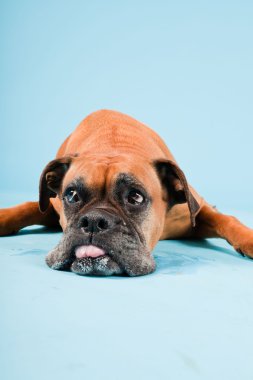 Açık mavi renkli izole kahverengi boxer köpek stüdyo çekim.