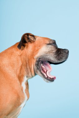 Açık mavi renkli izole kahverengi boxer köpek stüdyo çekim.