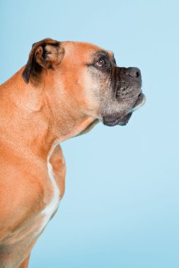 Açık mavi renkli izole kahverengi boxer köpek stüdyo çekim.