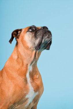 Açık mavi renkli izole kahverengi boxer köpek stüdyo çekim.