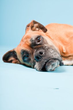 Açık mavi renkli izole kahverengi boxer köpek stüdyo çekim.