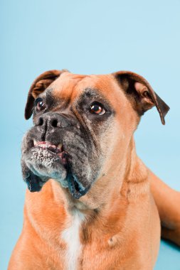 Açık mavi renkli izole kahverengi boxer köpek stüdyo çekim.