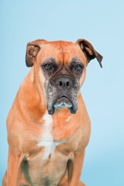 Açık mavi renkli izole kahverengi boxer köpek stüdyo çekim.