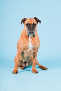 Açık mavi renkli izole kahverengi boxer köpek stüdyo çekim.