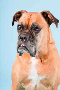 Açık mavi renkli izole kahverengi boxer köpek stüdyo çekim.