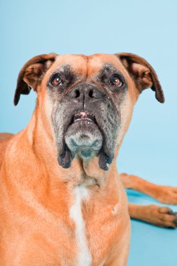 Açık mavi renkli izole kahverengi boxer köpek stüdyo çekim.