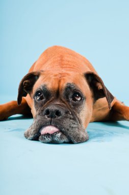 Açık mavi renkli izole kahverengi boxer köpek stüdyo çekim.