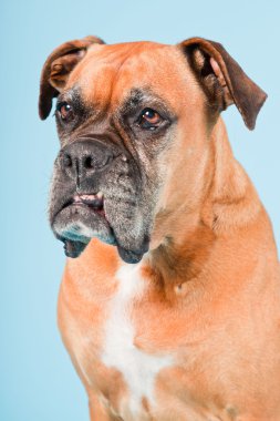 Açık mavi renkli izole kahverengi boxer köpek stüdyo çekim.