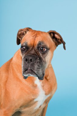 Açık mavi renkli izole kahverengi boxer köpek stüdyo çekim.