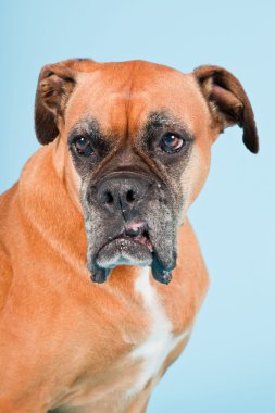 Açık mavi renkli izole kahverengi boxer köpek stüdyo çekim.