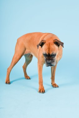 Açık mavi renkli izole kahverengi boxer köpek stüdyo çekim.