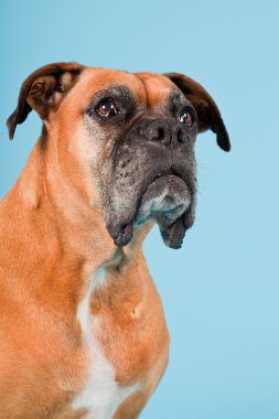 Açık mavi renkli izole kahverengi boxer köpek stüdyo çekim.