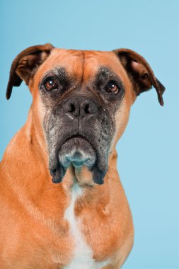 Açık mavi renkli izole kahverengi boxer köpek stüdyo çekim.