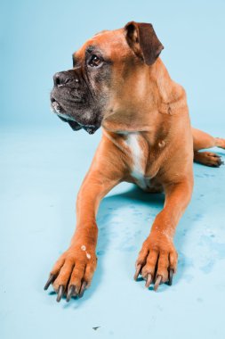 Açık mavi renkli izole kahverengi boxer köpek stüdyo çekim.