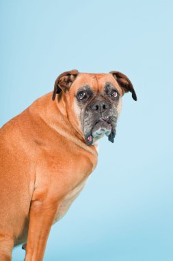 Açık mavi renkli izole kahverengi boxer köpek stüdyo çekim.