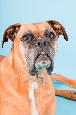 Açık mavi renkli izole kahverengi boxer köpek stüdyo çekim.