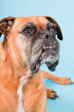 Açık mavi renkli izole kahverengi boxer köpek stüdyo çekim.