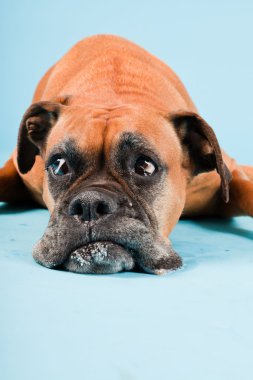 Açık mavi renkli izole kahverengi boxer köpek stüdyo çekim.