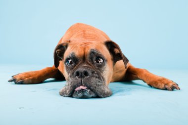 Açık mavi renkli izole kahverengi boxer köpek stüdyo çekim.