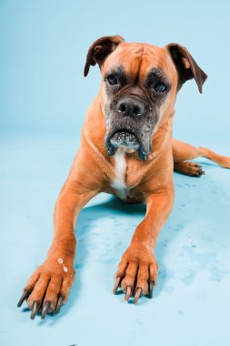 Açık mavi renkli izole kahverengi boxer köpek stüdyo çekim.