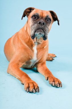 Açık mavi renkli izole kahverengi boxer köpek stüdyo çekim.