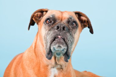 Açık mavi renkli izole kahverengi boxer köpek stüdyo çekim.