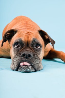 Açık mavi renkli izole kahverengi boxer köpek stüdyo çekim.