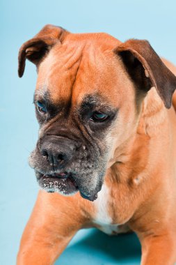 Açık mavi renkli izole kahverengi boxer köpek stüdyo çekim.