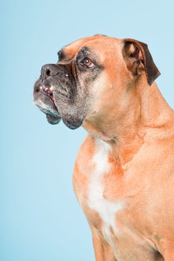 Açık mavi renkli izole kahverengi boxer köpek stüdyo çekim.