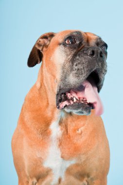 Açık mavi renkli izole kahverengi boxer köpek stüdyo çekim.