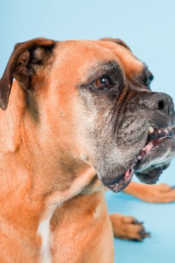 Açık mavi renkli izole kahverengi boxer köpek stüdyo çekim.