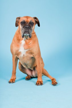 Açık mavi renkli izole kahverengi boxer köpek stüdyo çekim.