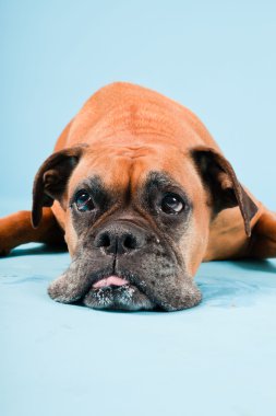 Açık mavi renkli izole kahverengi boxer köpek stüdyo çekim.