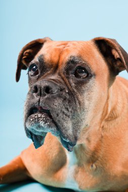 Açık mavi renkli izole kahverengi boxer köpek stüdyo çekim.