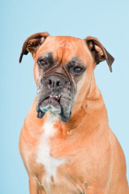 Açık mavi renkli izole kahverengi boxer köpek stüdyo çekim.