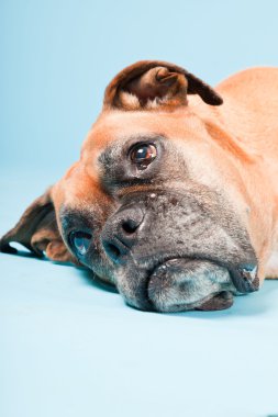 Açık mavi renkli izole kahverengi boxer köpek stüdyo çekim.