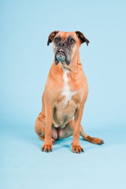 Açık mavi renkli izole kahverengi boxer köpek stüdyo çekim.