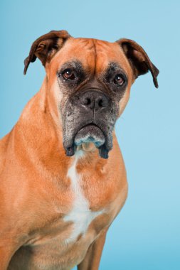 Açık mavi renkli izole kahverengi boxer köpek stüdyo çekim.