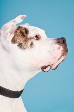 Amerikan bulldog beyaz kahverengi açık mavi renkli izole. Stüdyo vurdu.