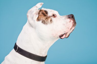 Amerikan bulldog beyaz kahverengi açık mavi renkli izole. Stüdyo vurdu.