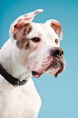 Amerikan bulldog beyaz kahverengi açık mavi renkli izole. Stüdyo vurdu.