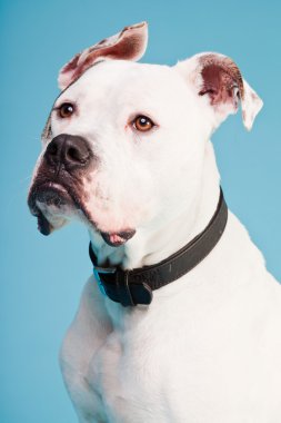 Amerikan bulldog beyaz kahverengi açık mavi renkli izole. Stüdyo vurdu.