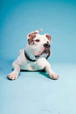 Amerikan bulldog beyaz kahverengi açık mavi renkli izole. Stüdyo vurdu.