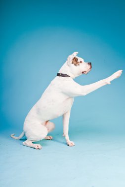 Amerikan bulldog beyaz kahverengi açık mavi renkli izole. Stüdyo vurdu.