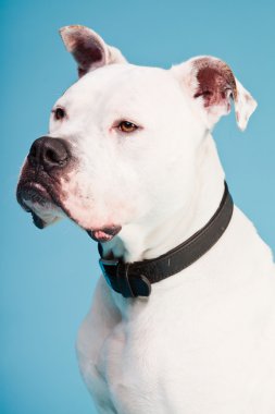 Amerikan bulldog beyaz kahverengi açık mavi renkli izole. Stüdyo vurdu.
