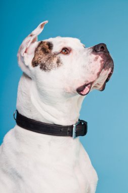 Amerikan bulldog beyaz kahverengi açık mavi renkli izole. Stüdyo vurdu.