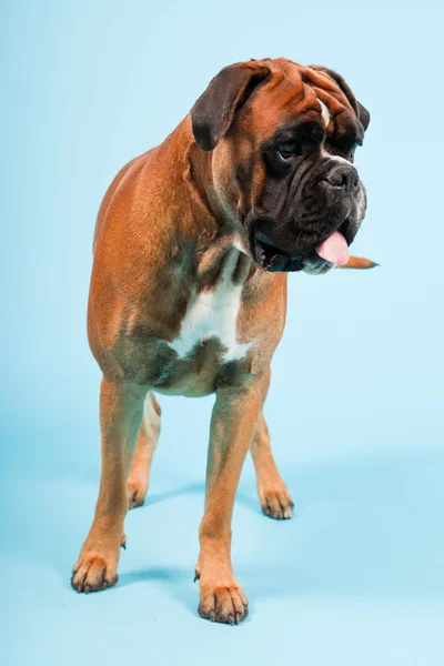 明るい青の背景に分離された美しいボクサー犬のスタジオ ポートレート — ストック写真
