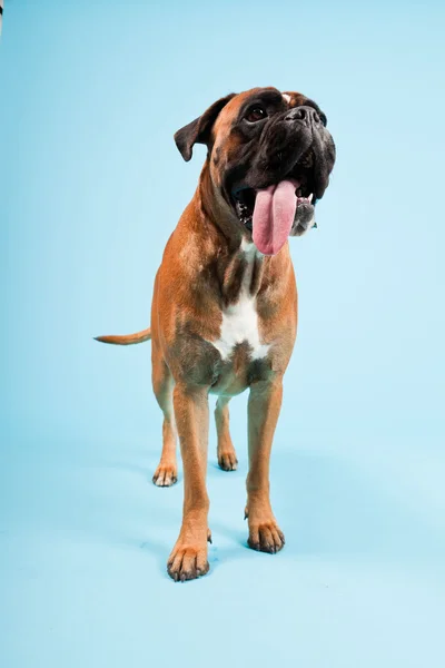 Студийный портрет красивой боксерской собаки на светло-голубом фоне — стоковое фото