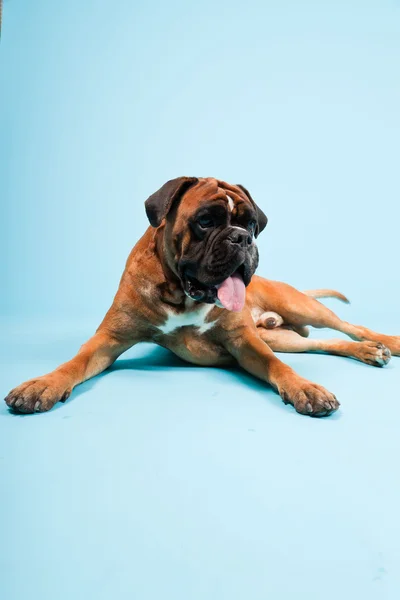 Stüdyo güzel boxer köpek açık mavi renkli izole portresi — Stok fotoğraf