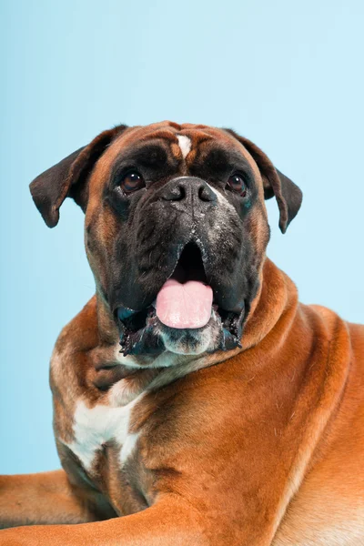 Studio ritratto di bellissimo cane pugile isolato su sfondo azzurro — Foto Stock